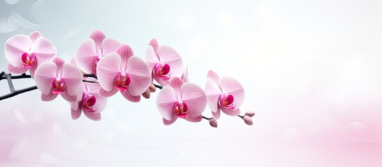 A stunning double exposure image of a branch adorned with beautiful pink orchid flowers providing plenty of copy space