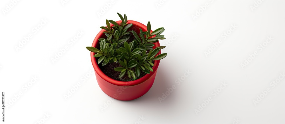 Aufkleber A small plant pot is seen from a top view on a white background giving the impression that it is isolated and stands alone on the surface. Creative banner. Copyspace image