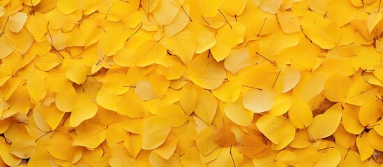 The floor covered with yellow leaves creating a vibrant and autumnal copy space image
