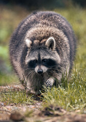 Cute raccoon with its front paws extended, on a green trail