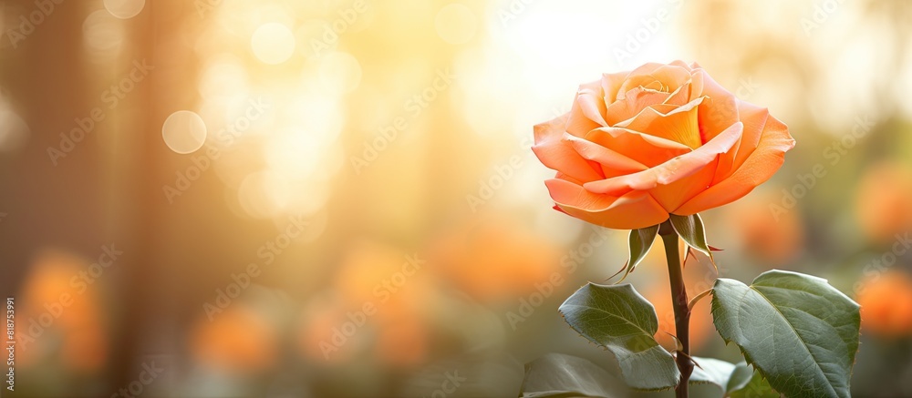 Leinwandbilder in the spring season there is a stunning orange rose with sun light in the background creating a bea