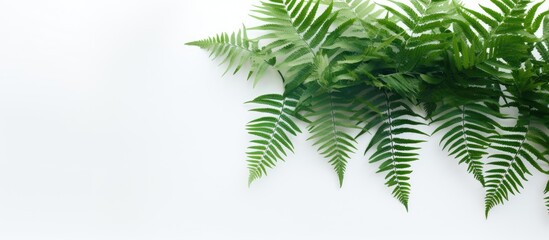 Obraz premium Copy space image featuring fern leaves and a tropical plant against a white wall