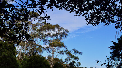 View of the canopy of the eucalyptus forest in the Blue Mountains of Australia.