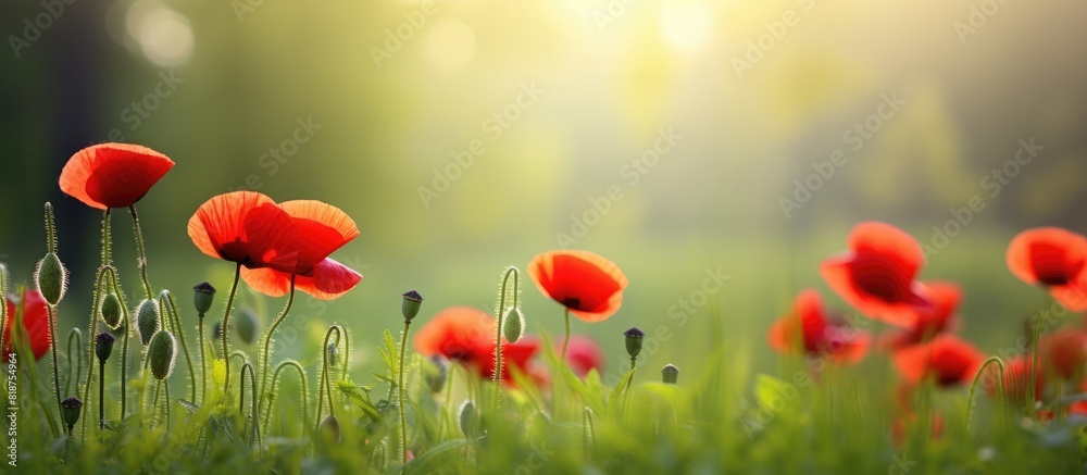 Poster gorgeous poppies bloom in a lush green meadow creating a stunning scene. creative banner. copyspace 
