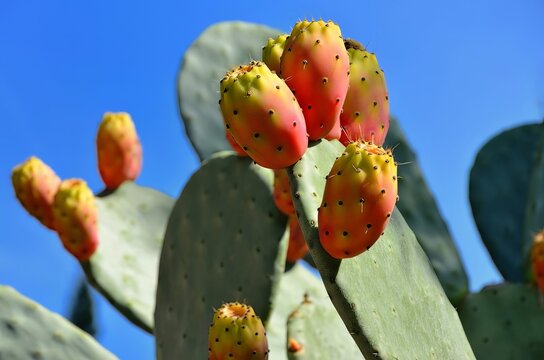 Close-up of cactus fruit buds on vibrant green opuntia plant leaves