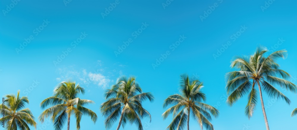 Poster The image showcases flawless palm trees set against a stunning blue sky creating a mesmerizing copy space image