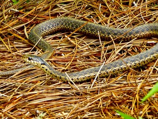 Western terrestrial garter snake perched on dry grass amidst weeds.