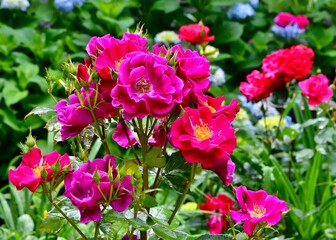 Close-up of vibrant red and pink roses flourishing in a garden bed.