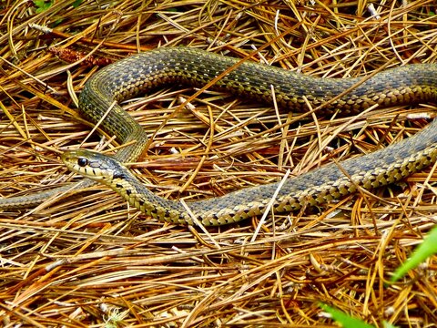 Western terrestrial garter snake perched on dry grass amidst weeds.