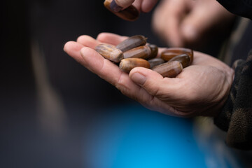Close-up of a man's hand holding a palm of acorns © Wirestock
