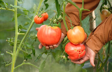 Farmers hands with ripe red organic tomato in greenhouse farming. picking harvest meticulous growth...