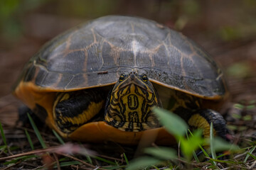 Pond slider turtle hidden amidst foliage