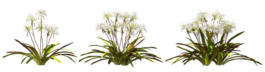 supflilie flower shrub white blooming plants hq arch viz cutout