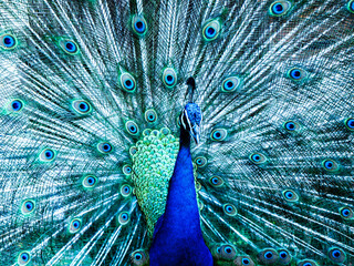 Close-up portrait of a male peacock displaying beautiful in Philiphine