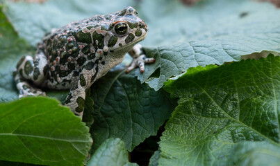 The European green toad (Bufotes viridis), Crimea