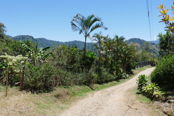 Obraz premium Grundstücke und Palme am Weg in Berglandschaft in Costa Rica