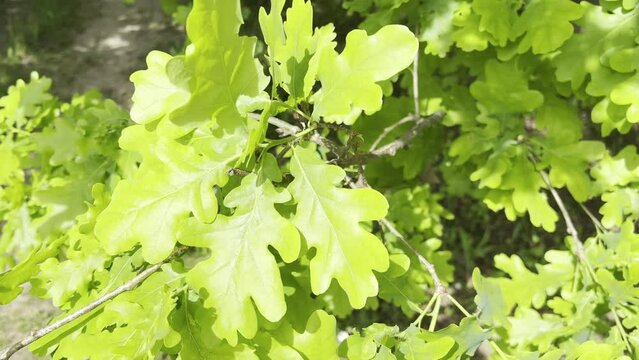 Oak, Quercus robur