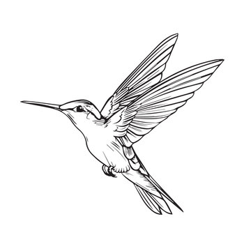 recommend clip art: Hummingbird in cartoon, doodle style. Image for t-shirt, web, mobile apps and ui. Isolated 2d vector illustration in logo, icon, sketch style, Eps 10. AI Generative