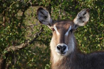 Wasserbock / Waterbuck / Kobus ellipsiprymnus..