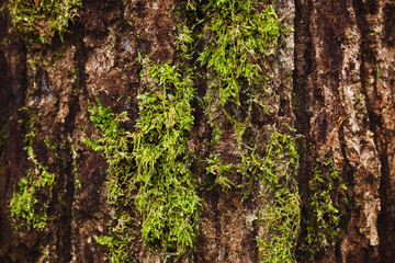 Close-up of lush green moss growing on the textured bark of a tree trunk