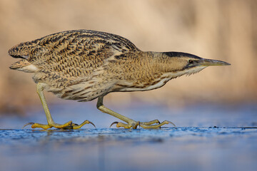 Great bittern walking on water, using its beak