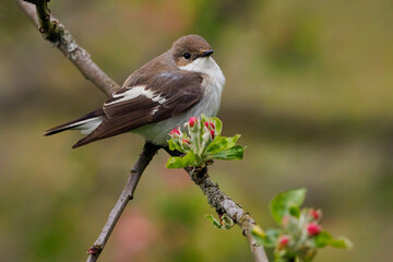 European pied flycatcher perched on tree branch gazing in the distance