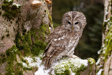 Tawny owl perched on a moss-covered tree in winter
