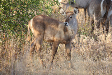 Wasserbock / Waterbuck / Kobus ellipsiprymnus..