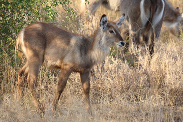 Wasserbock / Waterbuck / Kobus ellipsiprymnus..