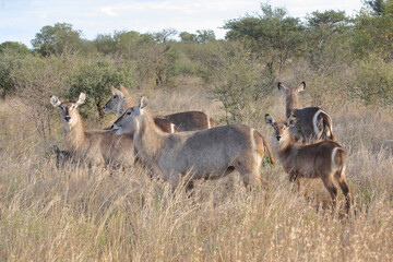 Wasserbock / Waterbuck / Kobus ellipsiprymnus..