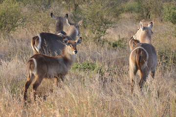 Wasserbock / Waterbuck / Kobus ellipsiprymnus..