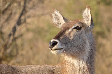 Wasserbock / Waterbuck / Kobus ellipsiprymnus..