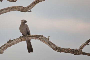 Graulärmvogel / Grey lourie or Grey go-away-bird / Corythaixoides concolor