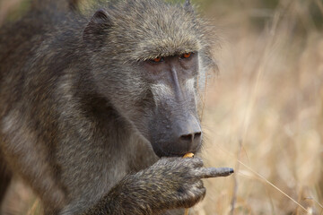 Bärenpavian / Chacma baboon / Papio ursinus