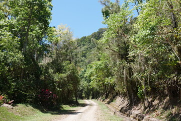 Fototapeta premium Straße durch tropischen Regenwald bei Orosi in Costa Ricas Berglandschaft