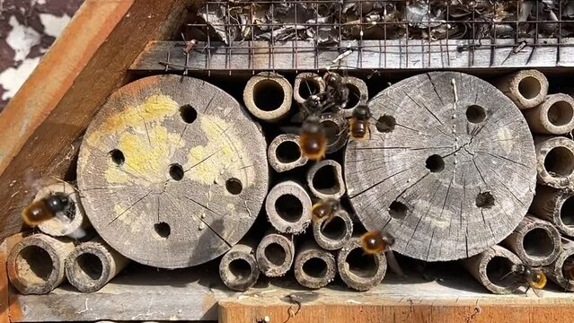 horned mason bee, Osmia cornuta