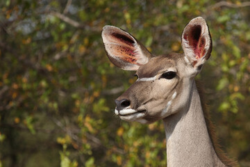 Großer Kudu / Greater kudu / Tragelaphus strepsiceros