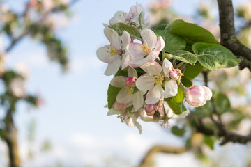 White and pink apple blossoms, blooming trees in the garden in spring