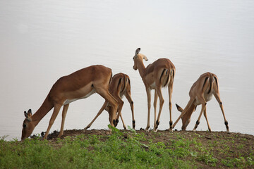 Schwarzfersenantilope / Impala / Aepyceros melampus