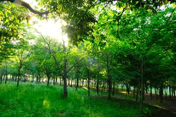 森林浴・日本の新緑の森