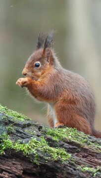 Vertical shot of an Eurasian red squirrel stands on a mossy tree trunk eating with blur background