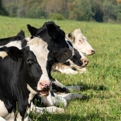 Herd of cattle laying on a sunny grassy meadow near a forest