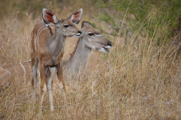 Großer Kudu / Greater kudu / Tragelaphus strepsiceros.