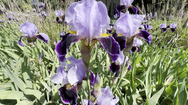 Irises, Iris Barbata-Elatior,