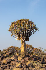 a quiver tree sitting on top of a rocky field next to a dry grass covered: Namibia