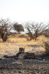 a cheetah rests in the shade at sunset in the african savannah: Namibia © Wirestock