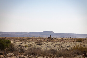 a group of giraffes are walking around in a field: Namibia