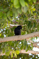 a bird is sitting on a tree branch in the woods