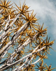 a bush of leaves against the sky with some clouds in the background: Namibia