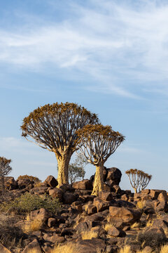 three baoba trees in a rocky area near rocks and shrubs: Namibia